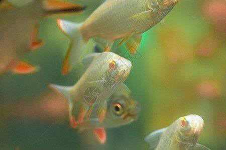 水族馆店内照片大全（水族馆互动体验项目水族馆鱼图片及名字都有哪些常见） 水族馆百科（水族馆加盟） 第2张