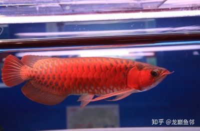 祥龙鱼场有限公司电话号码 水族馆百科（水族馆加盟） 第1张