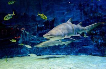 水族馆哪里的比较好玩（上海海洋水族馆） 水族馆百科（水族馆加盟） 第2张