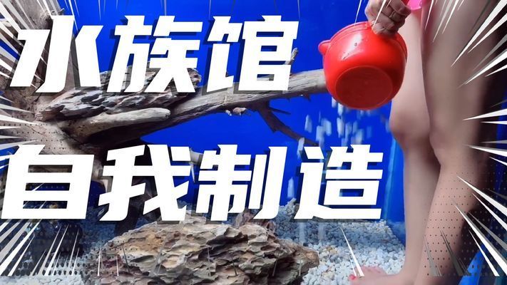 怎么做水族馆（如何建立一个美观实用的水族馆）