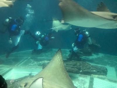 水族馆都有哪些鱼（水族馆中常见的鱼类）