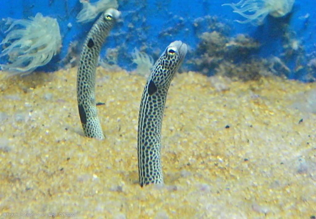 水族馆里100种动物名称（水族馆100种不同种类的动物名称及其特征） 水族馆百科（水族馆加盟） 第3张