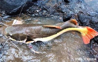 银龙鱼如何饲养视频大全图解（如何正确饲养银龙鱼） 水族问答 第1张