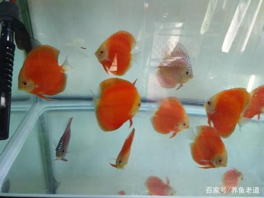 鸭嘴龙鱼海水能养吗（鸭嘴龙鱼能适应海水环境吗？） 水族问答 第2张