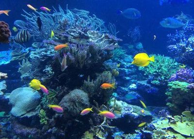 水族馆啥意思（水族馆是一个多功能的机构） 水族馆百科（水族馆加盟） 第4张