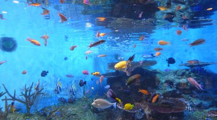 水族馆啥意思（水族馆是一个多功能的机构） 水族馆百科（水族馆加盟） 第5张