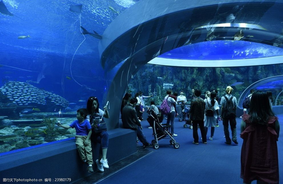 长隆水族馆有什么鱼（世界上最大的海洋主题公园之一长隆水族馆海洋生物多样性） 水族馆百科（水族馆加盟） 第5张