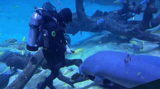 长隆水族馆有什么鱼（世界上最大的海洋主题公园之一长隆水族馆海洋生物多样性） 水族馆百科（水族馆加盟） 第4张