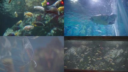 水族馆常见鱼类介绍大全（水族馆中常见的鱼类） 水族馆百科（水族馆加盟） 第5张