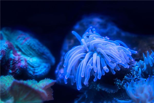 水族馆景区（全球著名水族馆排名,水族馆设计背后的故事背后的故事） 水族馆百科（水族馆加盟） 第5张