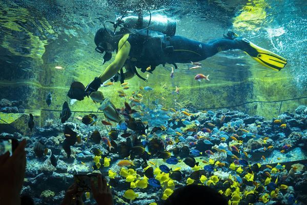 海南水族馆门票多少钱（三亚亚特兰蒂斯水族馆门票价格） 水族馆百科（水族馆加盟） 第4张