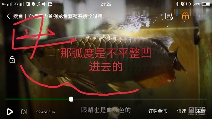 如何区分金龙鱼公母鱼和母鱼（如何区分金龙鱼的性别）