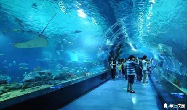 高端水族馆（三亚亚特兰蒂斯水族箱优惠活动鱼宝贝水族箱优惠活动）