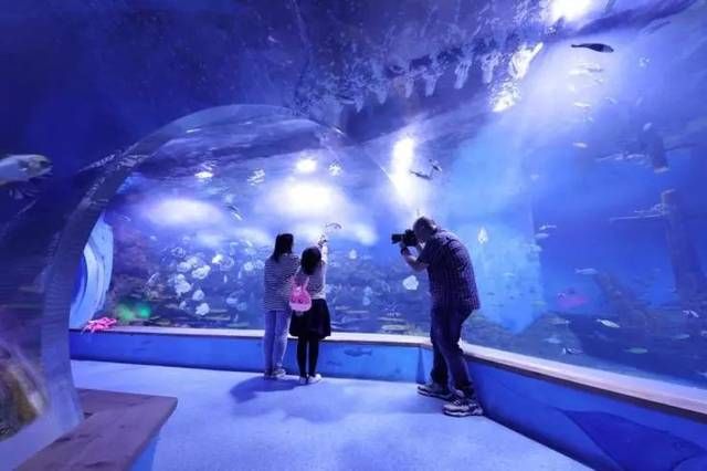 高端水族馆（三亚亚特兰蒂斯水族箱优惠活动鱼宝贝水族箱优惠活动） 水族馆百科（水族馆加盟） 第5张