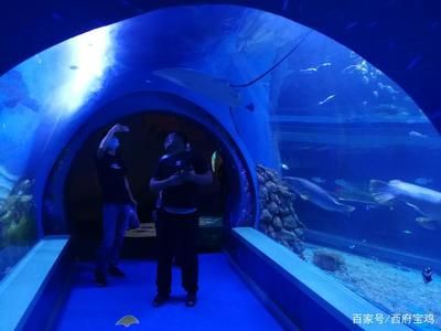 水族馆开门了吗今天（上海水族馆今天是否开门）