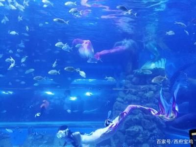 水族馆开门了吗今天（上海水族馆今天是否开门） 水族馆百科（水族馆加盟） 第5张