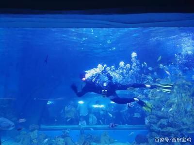 水族馆开门了吗今天（上海水族馆今天是否开门） 水族馆百科（水族馆加盟） 第4张