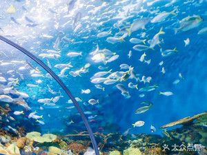 水族馆在什么地方（上海海洋水族馆特色展览,青岛水族馆历史背景介绍）