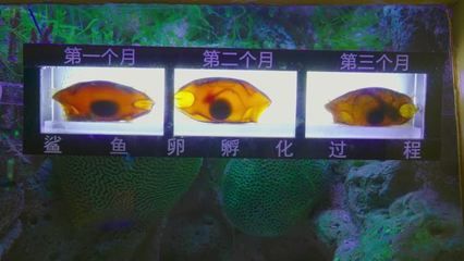 彩色银龙鱼（关于彩色银龙鱼的问题） 水族问答 第2张