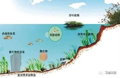 白龙鱼什么天气才能钓到大鱼（什么时候钓白龙鱼？） 水族问答 第1张