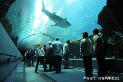 在水族馆可以干什么工作（在水族馆工作的各种职位及其职责和要求） 水族馆百科（水族馆加盟） 第5张