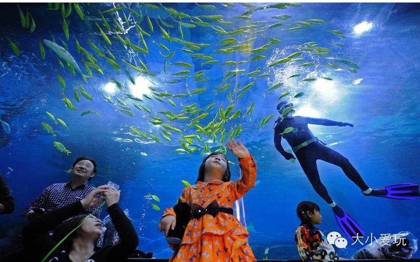 在水族馆可以干什么工作（在水族馆工作的各种职位及其职责和要求） 水族馆百科（水族馆加盟） 第4张