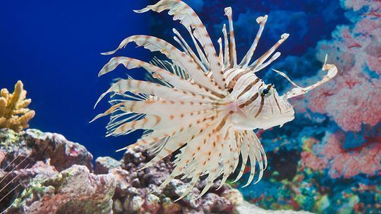 水族馆要门票吗现在还能去吗（上海海洋水族馆可以前往水族馆以及是否需要买门票） 水族馆百科（水族馆加盟） 第1张