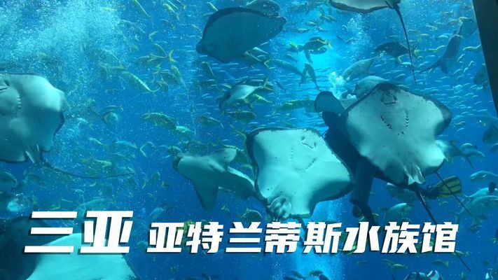 开个水族馆的艰难生活视频大全（关于开个水族馆的艰难生活视频大全）