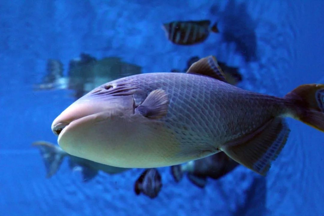 水族馆卖鱼吗（水族馆日常维护技巧水族馆观赏鱼品种介绍） 水族馆百科（水族馆加盟） 第1张