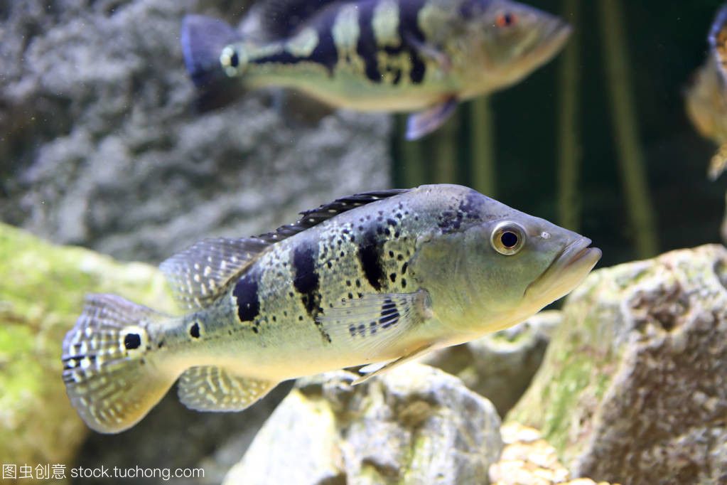 水族馆卖鱼吗（水族馆日常维护技巧水族馆观赏鱼品种介绍） 水族馆百科（水族馆加盟） 第3张