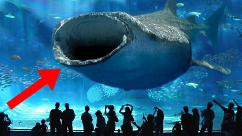 水族馆卖鱼吗（水族馆日常维护技巧水族馆观赏鱼品种介绍） 水族馆百科（水族馆加盟） 第4张