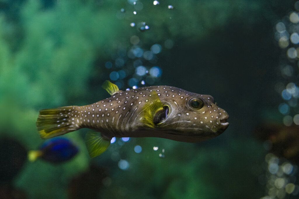 水族馆卖鱼吗（水族馆日常维护技巧水族馆观赏鱼品种介绍） 水族馆百科（水族馆加盟） 第5张