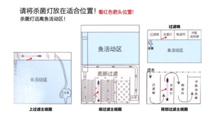 虎纹恐龙鱼温度多少合适（给虎纹恐龙鱼换水时，应注意哪些细节以确保水质稳定） 水族问答 第2张