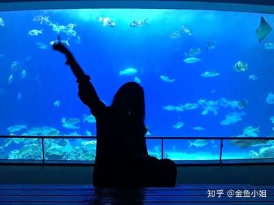 水族馆好玩吗值得去吗知乎（上海水族馆拍照打卡圣地水族馆拍照打卡圣地水族馆） 水族馆百科（水族馆加盟） 第1张