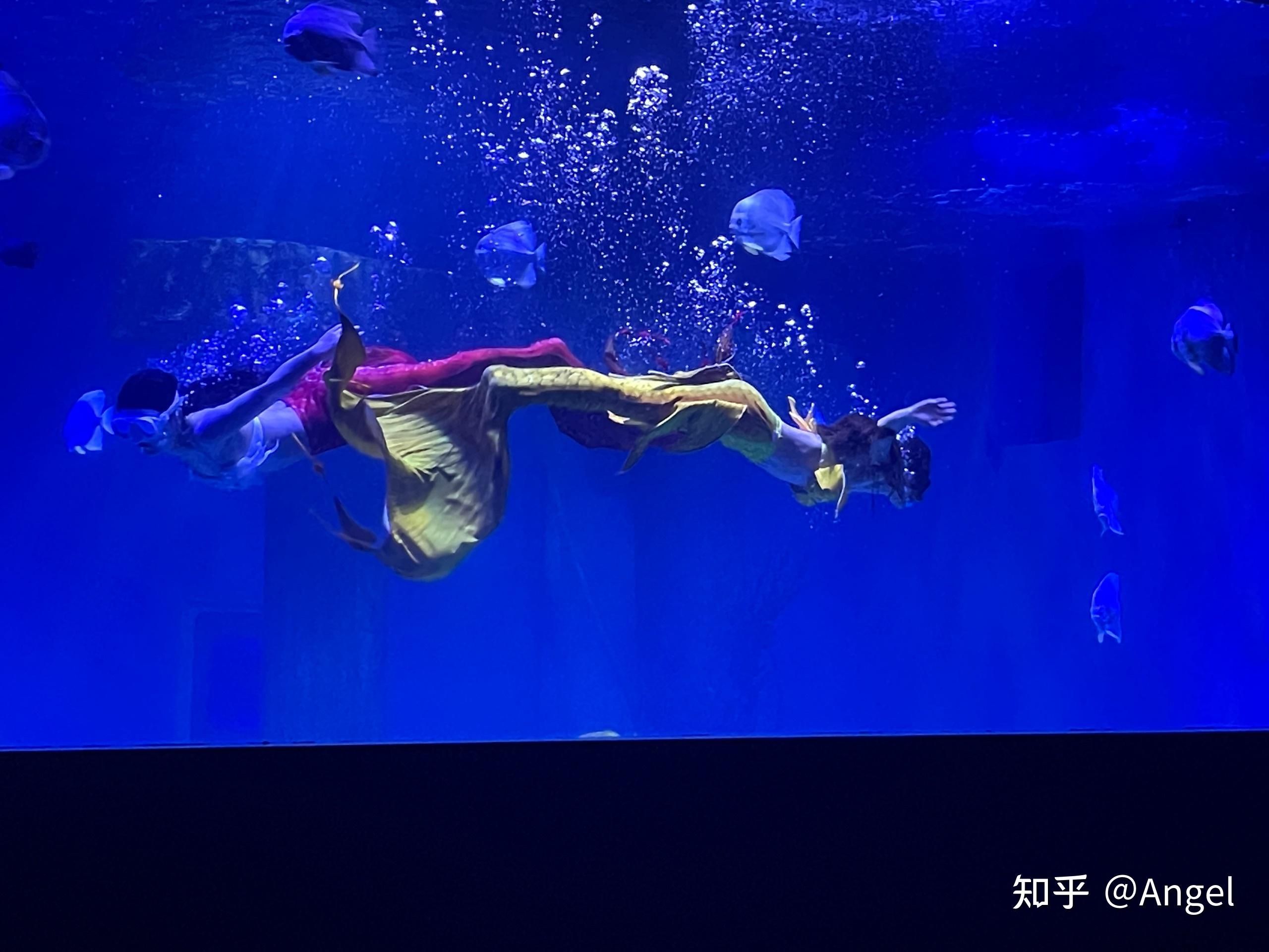 水族馆好玩吗值得去吗知乎（上海水族馆拍照打卡圣地水族馆拍照打卡圣地水族馆） 水族馆百科（水族馆加盟） 第4张