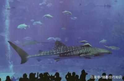 水族馆发展前景怎么样知乎（水族馆行业发展趋势） 水族馆百科（水族馆加盟） 第1张