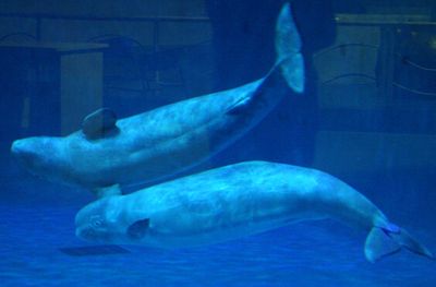 水族馆发展前景怎么样知乎（水族馆行业发展趋势） 水族馆百科（水族馆加盟） 第5张