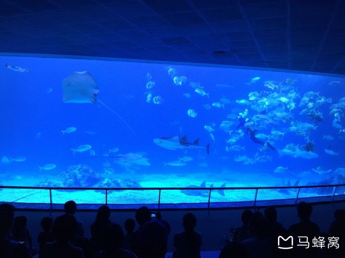 水族馆是国家公办还是私人营业的（国家公办水族馆可以是私人营业的，也可以是私人营业的） 水族馆百科（水族馆加盟） 第1张