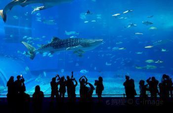 美丽海水族馆门票（冲绳美丽海水族馆门票价格） 水族馆百科（水族馆加盟） 第2张