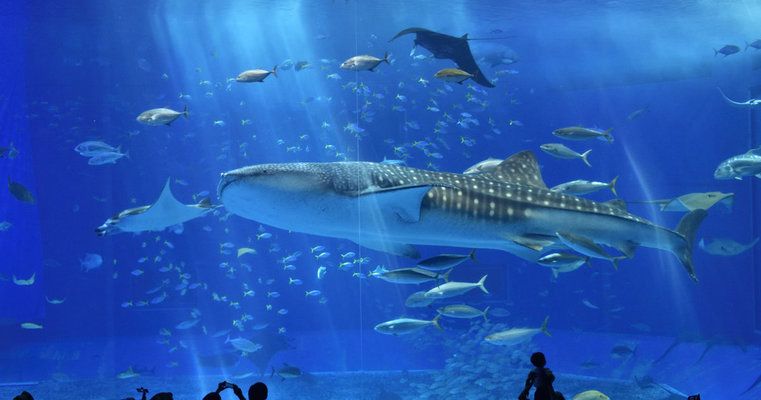 美丽海水族馆门票（冲绳美丽海水族馆门票价格） 水族馆百科（水族馆加盟） 第3张