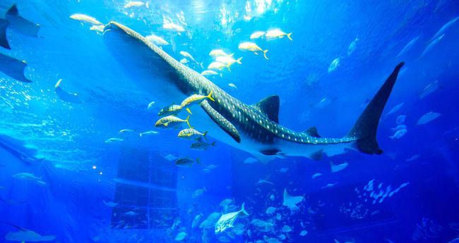 美丽海水族馆门票（冲绳美丽海水族馆门票价格） 水族馆百科（水族馆加盟） 第4张