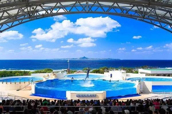 美丽海水族馆门票（冲绳美丽海水族馆门票价格） 水族馆百科（水族馆加盟） 第5张