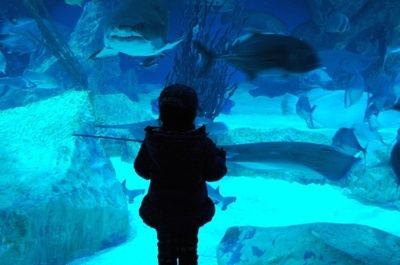 成都水族馆在哪里门票多少钱（成都海洋馆开放时间查询） 水族馆百科（水族馆加盟） 第5张