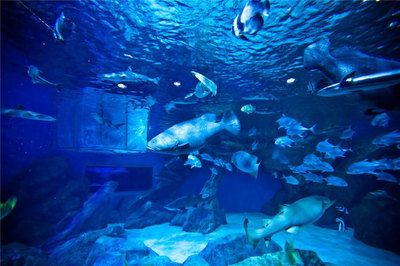 成都水族馆在哪里门票多少钱（成都海洋馆开放时间查询） 水族馆百科（水族馆加盟） 第2张