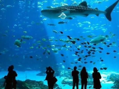 水族馆加盟店有哪些好处和坏处（上海水族馆加盟店） 水族馆百科（水族馆加盟） 第1张