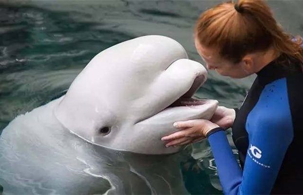 水族馆排行榜第一名（世界最大水族馆-乔治亚） 水族馆百科（水族馆加盟） 第3张