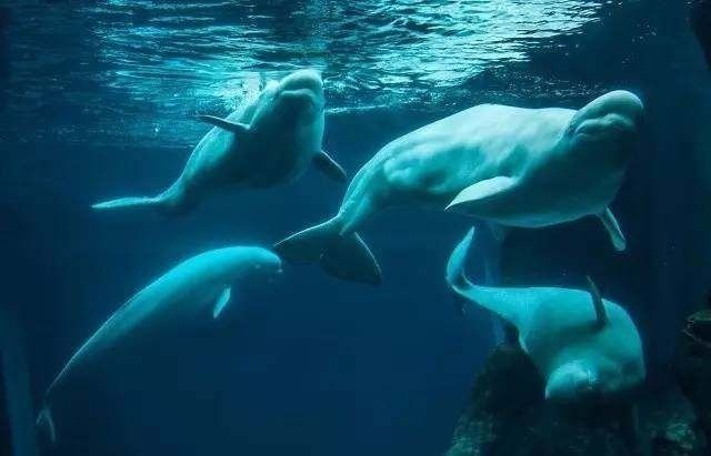 水族馆排行榜第一名（世界最大水族馆-乔治亚） 水族馆百科（水族馆加盟） 第4张