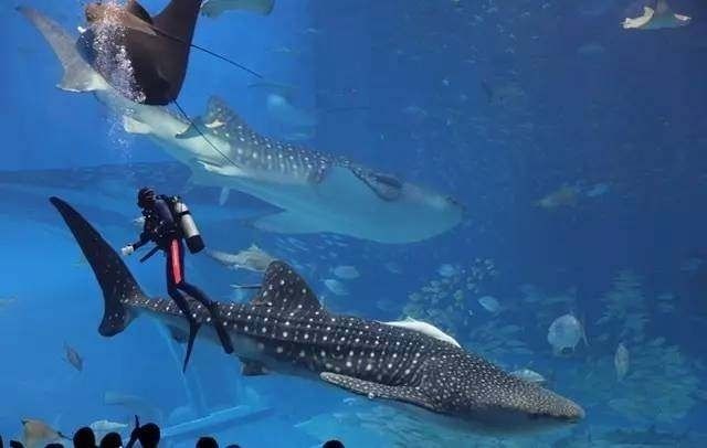 水族馆排行榜第一名（世界最大水族馆-乔治亚） 水族馆百科（水族馆加盟） 第5张