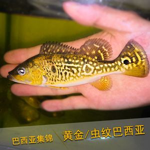 斑马鱼和曼龙鱼混养 水族问答 第1张