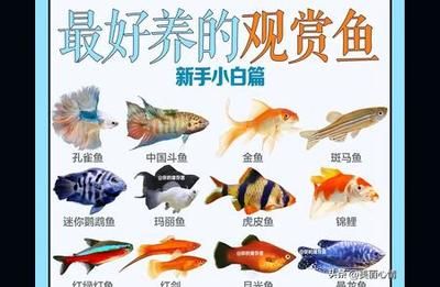 水族馆选购指南（水族箱选购指南）